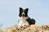 BORDER COLLIE 500